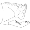 Pygofer, lateral view on Empoascanara (Empoascanara) conchata Song & Li, 2013: (Observation).