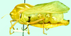 Bullacris obliqua (Thunberg, 1810): male, lateral view. (Otu).