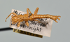 CollectionObject 1563628; 1483c09d-a848-48e5-a08e-ce2f109c02fa: copyright USNM, Washington. (CollectionObject).