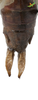 CollectionObject 1849326; 5ce27931-ba31-40f1-afc1-d3e0316883e6, Unioeste Cascavel K-0055: Female. End of abdomen, dorsal view. (CollectionObject).