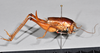 CollectionObject 1516678; ce8b1731-cce7-4142-95ee-22e0bd88638d, NHMUK015982126: female, lateral view (holotype). (CollectionObject).