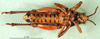 CollectionObject 1502757; e0ecd209-cc1f-4c8d-8025-b21867d6579c: male, ventral view (paratype). (CollectionObject).
