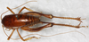 CollectionObject 1533013; d95a9058-2ae7-4ed4-a651-75906256e2b8: female, dorsal view. (CollectionObject).