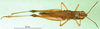 CollectionObject 1501319; 8a6bcede-9bb6-40d6-bc9a-9b220c32e43f: female, dorsal view (syntype). (CollectionObject).