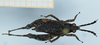 CollectionObject 1583758; eeb4e490-1d88-4a19-a37d-1e9fe7034d1d: female (no type), lateral view. (CollectionObject).