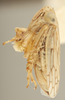 Habitus, lateral view on Ceratagallia canona Oman, 1939: Lateral. (Observation).