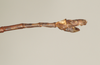 CollectionObject 1560519; NHMUK(SF IMPORT DUPLICATE) BM844505, 22397167-941f-4a7e-a111-6bfa3f0ee6cb: copyright Natural History Museum, London. male: end of abdomen, lateral view (holotype). (CollectionObject).