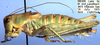 Idiostatus chewaucan Rentz & Lightfoot, 1976: male, lateral view (paratype). (Otu).