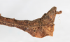 CollectionObject 1557776; db09e5e6-a031-42c2-8b75-5c488b61d0ea: copyright NMW. male: end of abdomen, lateral view (syntype). (CollectionObject).;CollectionObject 1557777; 022a4bd5-75b3-4878-9016-fc44d8d98d1b: copyright NMW. male: end of abdomen, lateral view (syntype). (CollectionObject).