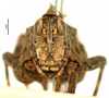CollectionObject 1477360; OUM 755, 19d1a514-27f8-40d7-93dc-605504789075: male, frontal view (holotype of Phloeonotus sinuatus). (CollectionObject).