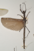 CollectionObject 1562044; a67b131b-87db-4825-82d2-6101bda753bd: copyright OUMNH. female, dorsal view of Phasma (Necroscia) curtipes (holotype). (CollectionObject).