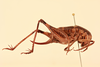 CollectionObject 1516668; 2dffacba-1165-4acb-83de-d63ef3b74db5, NHMUK015982136: female, lateral view (holotype). (CollectionObject).