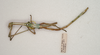 CollectionObject 1562810; f7a15452-44ff-4094-988c-8e5108e38a11: copyright ANIC. male nymph, dorsal view (paratype). (CollectionObject).