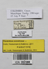 CollectionObject 1573561; efc5a596-016e-47cd-80ea-2e71470444e1: female, data labels (paratype). (CollectionObject).