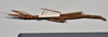 CollectionObject 1561182; ca722f59-5ae0-4d4f-8225-88a048e4085c: copyright NTUC. female, ventral view (syntype). (CollectionObject).;CollectionObject 1561183; 82a3663e-d3c8-40f6-994b-015a810d7a76: copyright NTUC. female, ventral view (syntype). (CollectionObject).