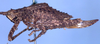 CollectionObject 1532908; 5ed842a2-807f-4574-811e-147addbc7e98: female, lateral view (allotype). (CollectionObject).
