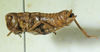 CollectionObject 1498696; ec7d2af6-3299-40ae-85ba-88e5a1f50736: female, lateral view. (CollectionObject).