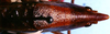 CollectionObject 1522256; 55c4323f-1a9a-455e-af0e-70110cd789c3: male head and pronotum, dorsal view (holotype). (CollectionObject).