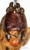 CollectionObject 1585131; e96d3a2f-b304-4cc9-913d-61c3c7299449: male, face (scale bar: 2 mm). (CollectionObject).