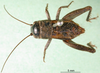 CollectionObject 1500740; 82100a0d-1ab9-46ee-8c59-54c48559aeb2: male, dorsal view (syntype of Acheta melas). (CollectionObject).