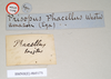 CollectionObject 1561361; 1ca8b482-43c3-4c50-8d2d-c33ee572cd53: copyright Natural History Museum, London. male, data labels (holotype). (CollectionObject).