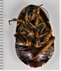 CollectionObject 1863698; 3a74fef4-ca11-482d-9003-bb44e25ca897: (CollectionObject).