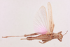 CollectionObject 2052747; 0b011f0f-4acb-4684-9379-d0ef4e608772, NHMUK015982411: female, dorsal view (paratype). (CollectionObject).