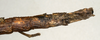 CollectionObject 1560673; NMW 913, 57624390-4f1f-42be-ae6c-4b381ab3aa6d: copyright NMW, Vienna. female: end of abdomen, lateral view of synonym Oxyartes honestus (holotype). (CollectionObject).