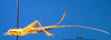CollectionObject 1565731; b9c94762-f017-40f7-8c88-f84699ee02b1: female, lateral view (paratype). (CollectionObject).