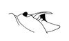 Hysterotettix nigricoxa Descamps, 1979: Fig. 36. male, tenth abdominal tergite, lateral view. (Otu).