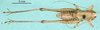 CollectionObject 1500454; 7247790b-5146-4f37-b2b6-1dec33d2b0a1: male, dorsal view (holotype). (CollectionObject).
