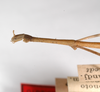 CollectionObject 1563545; 0d1ac188-f02d-45c5-8a87-321a121be81d: copyright ZMHB, Berlin. male: head & thorax, lateral view (syntype). (CollectionObject).