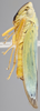 Habitus, lateral view on Caldwelliola tharma (Young, 1977): Lateral. (Observation).