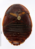 CollectionObject 1587345; MNHN(SF IMPORT DUPLICATE) MNHN-EP-EP1373, 4117306b-6220-418b-ac0a-deab20716709: CC BY-NC-ND 4.0/MNHN - Depraetere Marion - 2014. Holotype, female, of occidentalis Grandcolas, 1993. Specimen number: MNHN-EP-EP1373. http://coldb.mnhn.fr/catalognumber/mnhn/ep/ep1373. (CollectionObject).