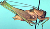 CollectionObject 1522419; 259c915d-f864-42b8-b58f-54ce9bf01d95: male (holotype). (CollectionObject).