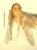 Habitus, dorsal view: Habitus (holotype of E. patriciae Hepner, INHS collection). (Observation).