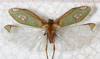 CollectionObject 1566798; NMW 7246, f44228dc-5ee8-4fa1-a8fe-33ff19475a9c: female, dorsal view. (CollectionObject).
