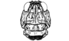 Aucacris bullocki Rehn, 1943: Fig. 6. female, head, frontal view. (Otu).