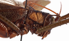 CollectionObject 1534721; 749d7da9-5053-4fe6-beab-5221844bc758: female pronotum, lateral view (allotype). (CollectionObject).