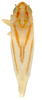 Habitus, dorsal view on Erythridula angularis (Beamer, 1930): Habitus (INHS collection). (Observation).