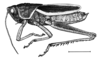 Staleochlora arcuata iguazuensis Roberts & Carbonell, 1992: Fig. 25 (after holotype). male habitus. (Otu).