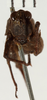 CollectionObject 1529958; 4e187848-5a8a-4da2-bb5c-93ab699069d4: female, frontal view (holotype). (CollectionObject).
