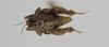 CollectionObject 1523136; 59373c6f-a05f-4eb8-b6e9-c0751cc26669: female, dorsal view (holotype). (CollectionObject).
