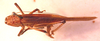 CollectionObject 1543485; 79329b08-ab68-416b-96da-beb8d641d413: female, dorsal view (holotype). (CollectionObject).