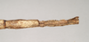 CollectionObject 1557422; NHMUK(SF IMPORT DUPLICATE) 844932, e94fdbb7-3471-47a7-b098-42da6785422b: copyright Natural History Museum, London. female: end of abdomen, ventral view (syntype). (CollectionObject).
