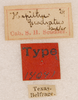 labels (syntype of Hapithus quadratus). Depicts CollectionObject 1597725; cc7c3ba7-62c2-48ea-bd23-a5f313406ead, a CollectionObject.