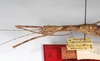 CollectionObject 1559949; 6ac61a32-37e8-4b63-a1b7-2d66317c399c: copyright MNHU, Berlin. female: head & thorax, lateral view (holotype). (CollectionObject).