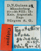CollectionObject 1580808; d4b3ed8b-c948-4934-b5ce-48eb5a0d42e7: labels (syntype). (CollectionObject).