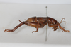 CollectionObject 1505597; 115debb9-a969-4567-8ba3-29bb6b007351: Female, lateral view (syntype). (CollectionObject).