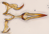 Aedeagus, ventral view: (Observation).